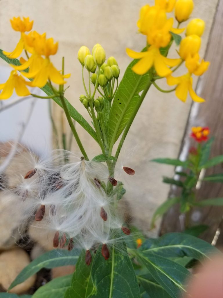 milkweed flower
The Life of a Caterpillar- Monarchs