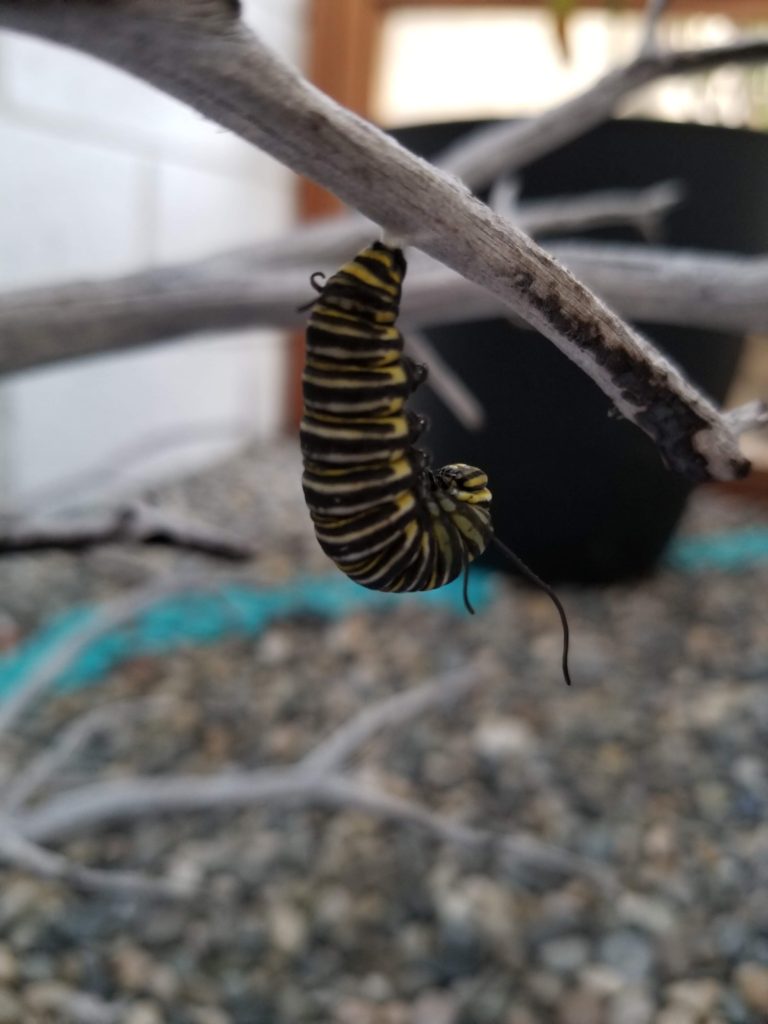 Final Caterpillar in J Position
The Life of a Caterpillar- Monarchs