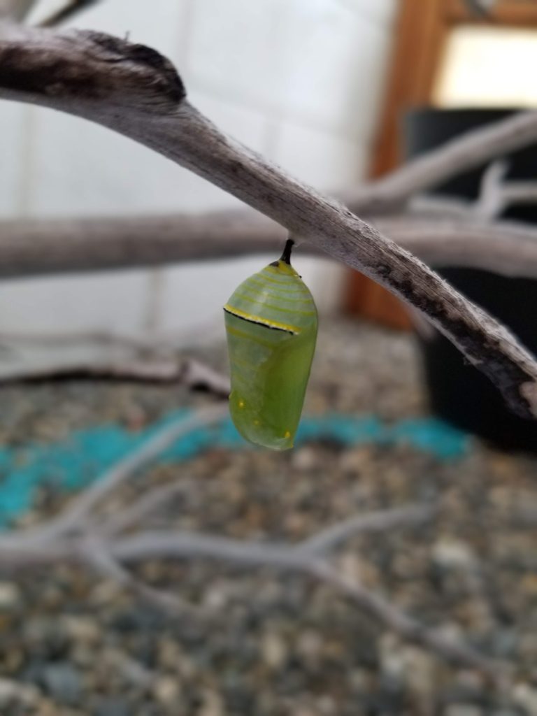 Chrysalis October 4