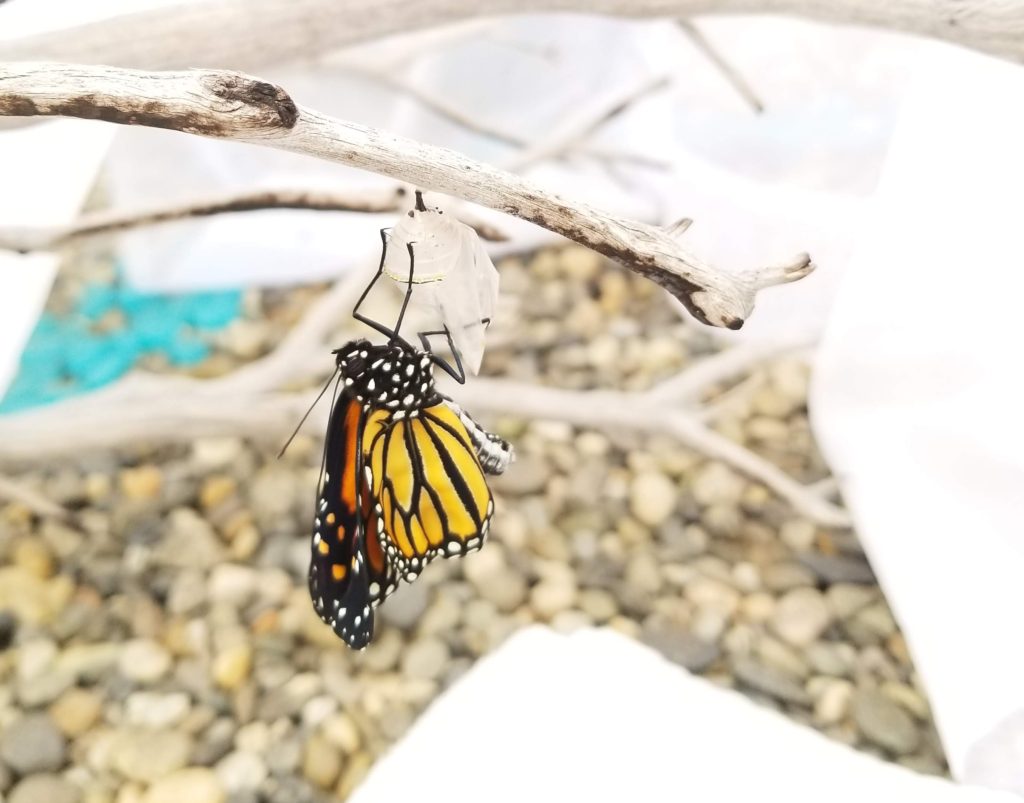 Just coming out of the cocoon, and letting his wings even out
The Life of a Caterpillar- Monarchs