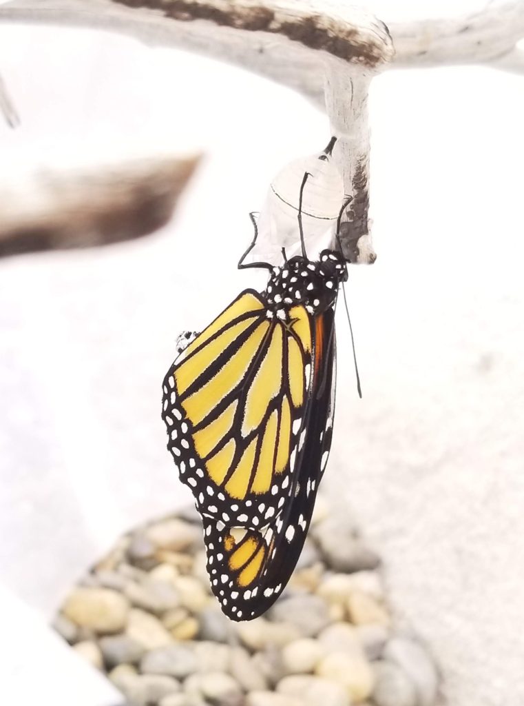 After 4 hours, wings becoming straight and dry
The Life of a Caterpillar- Monarchs