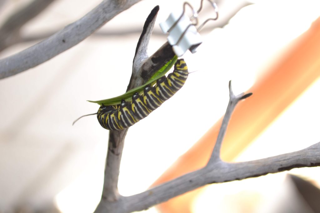 Monarch Caterpillar in our Enclosed Yard
The Life of a Caterpillar- Monarchs