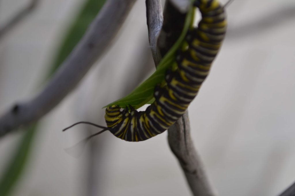 The Life of a Caterpillar- Monarchs